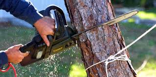 Trusted Port Townsend, WA Tree Care Experts