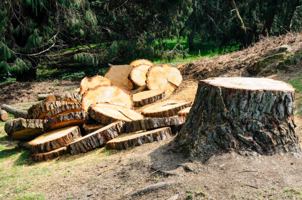 How Our Tree Care Process Works  in  Port Townsend, WA
